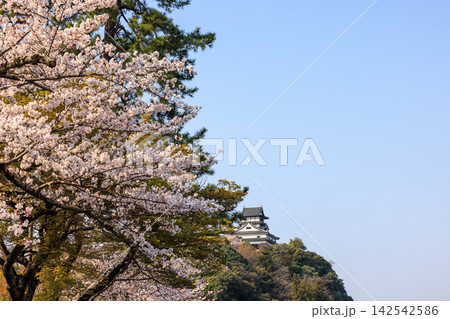 早朝の国宝犬山城と桜 早朝の国宝犬山城と桜 142542586