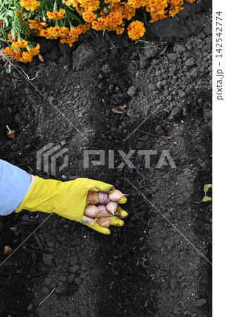 Gardener planting garlic cloves in soil on a sunny day in spring 142542774