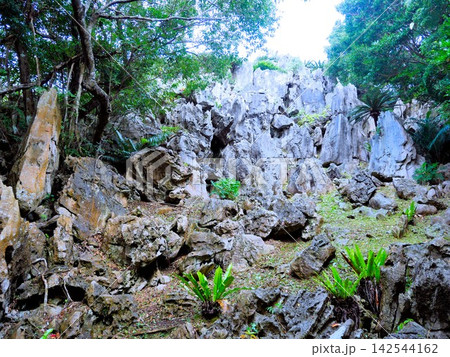 大石林山の尖がった岩 (沖縄県・やんばる) 大石林山の尖がった岩 (沖縄県・やんばる) 142544162