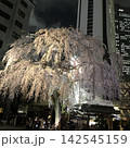 新宿夜桜 142545159