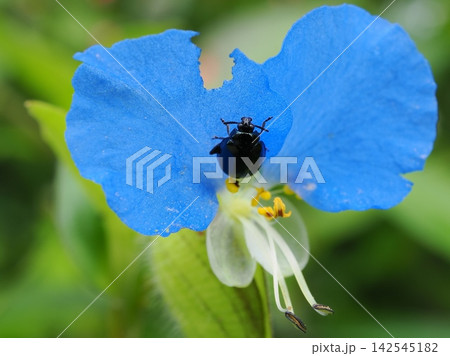 ツユクサにとまっている昆虫（20260821082900） 142545182