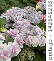 紫陽花 142545293