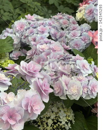 紫陽花 紫陽花 142545293