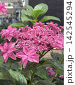 紫陽花 142545294