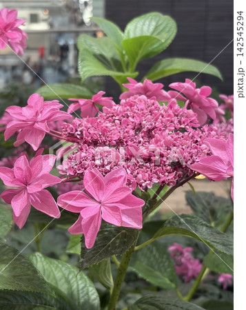 紫陽花 紫陽花 142545294