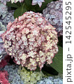 紫陽花 142545295