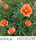 オレンジの花 142545298