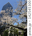 新宿桜 142545300