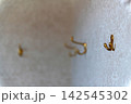 白い壁のフック 142545302