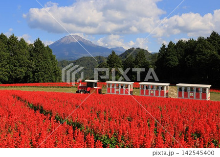 大山を望む花の丘を走るフラワートレインとサルビア 大山を望む花の丘を走るフラワートレインとサルビア 142545400