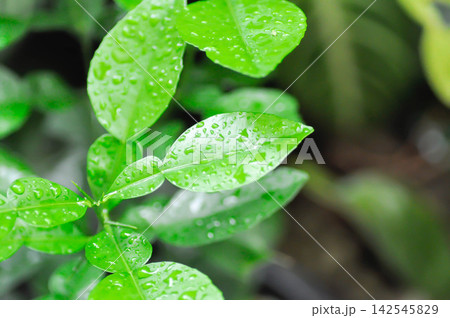 Pomelo leaf ,Pampelmoose or Citrus maxima or RUTACEAE plant and rain drople tor dew drop Pomelo leaf ,Pampelmoose or Citrus maxima or RUTACEAE plant and rain drople tor dew drop 142545829