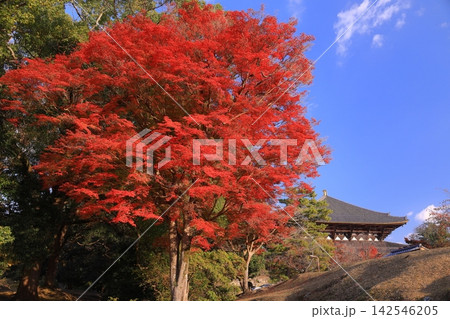 奈良公園(奈良県奈良市)大仏殿前の紅葉 奈良公園(奈良県奈良市)大仏殿前の紅葉 142546205