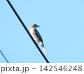 目の回りの白いリングが特徴のコサメビタキ 142546248