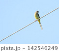 黄色いお腹が特徴のキセキレイ 142546249