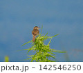 少し背の高い枝の上で縄張りを主張しているコヨシキリ 142546250