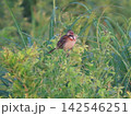 朝露の残る草むらでホオアカ 142546251