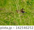 草の上でバランスを保つホオアカの幼鳥 142546252