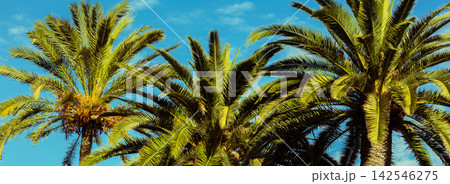 Tropic palm trees against the blue sky 142546275