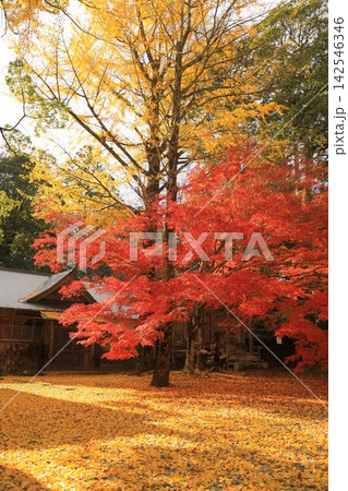 木山寺 赤いモミジと黄色いイチョウが彩る秋の落ち葉風景 木山寺 赤いモミジと黄色いイチョウが彩る秋の落ち葉風景 142546346