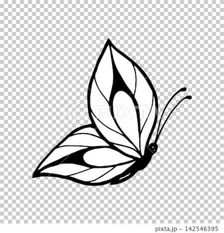 Vector illustration of funny butterflies. Line art drawing of butterflies. Vector illustration of funny butterflies. Line art drawing of butterflies. 142546395