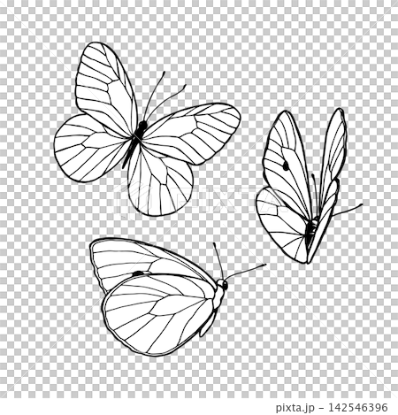 Black-and-white illustration featuring butterflies. Decorative butterfly silhouette. Butterflies rendered in a simple style. Vector drawing of butterflies. Black-and-white illustration featuring butterflies. Decorative butterfly silhouette. Butterflies rendered in a simple style. Vector drawing of butterflies. 142546396