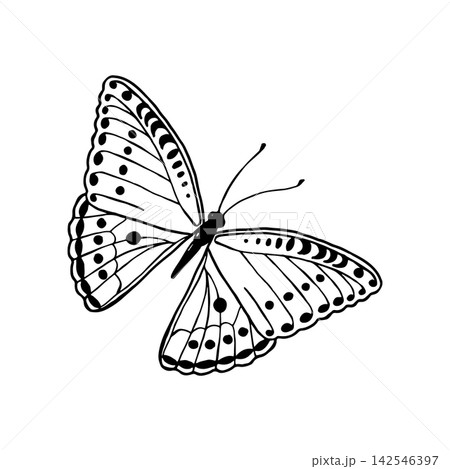 Vector illustration of funny butterflies. Line art drawing of butterflies. 142546397
