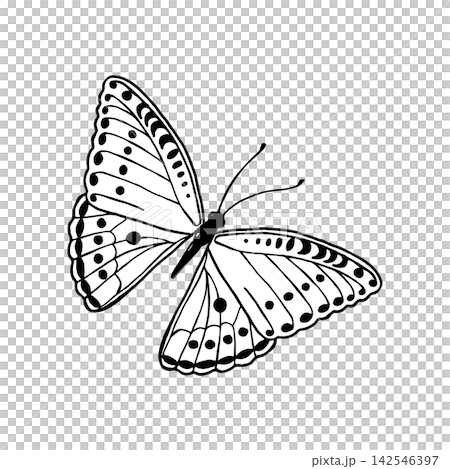 Vector illustration of funny butterflies. Line art drawing of butterflies. Vector illustration of funny butterflies. Line art drawing of butterflies. 142546397