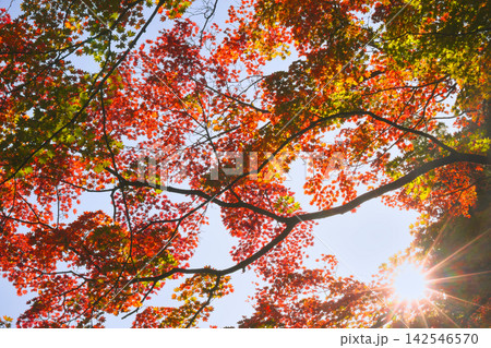 秋の斜光とモミジの紅葉 142546570