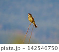 細い枝先で縄張りを主張する野鳥のアオジ 142546750