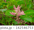 痛みを和らげる植物として知られるイタドリ 142546753