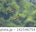 電線に仲良く並んで留まる二羽のツバメ 142546754