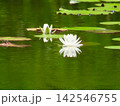山奥の池で静かに咲くスイレン 142546755