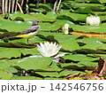 山奥の池で静かに咲くスイレンと野鳥キセキレイ 142546756