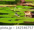 山奥の池のスイレンの葉の上を歩く野鳥キセキレイ 142546757