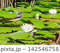 山奥の池のスイレンの花と野鳥のキセキレイ 142546758