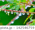 緑のモミジに垂れ下がる幾つもの滴 142546759