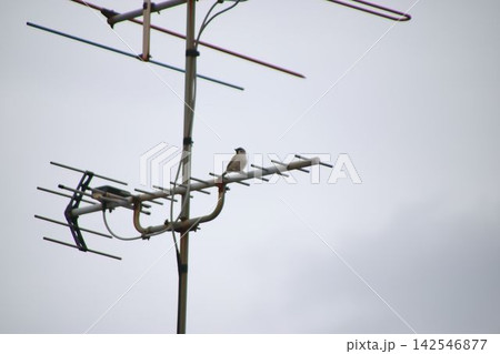 電線に止まる鳥 142546877