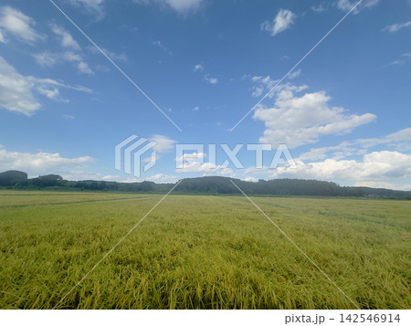 青空の下に広がる秋の田園風景 青空の下に広がる秋の田園風景 142546914