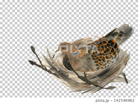 Watercolor illustration of a turtle dove incubating eggs [Hand-drawn] White background, cutout, with space for copying 142546962