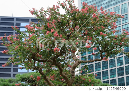 都心のサルスベリ開花 都心のサルスベリ開花 142546990