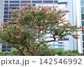 都心のサルスベリ開花 142546992