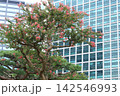 都心のサルスベリ開花 142546993