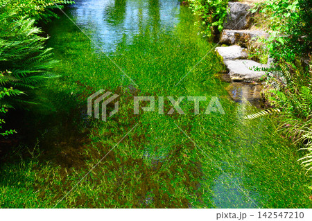 夏 梅花藻 地蔵川 夏 梅花藻 地蔵川 142547210