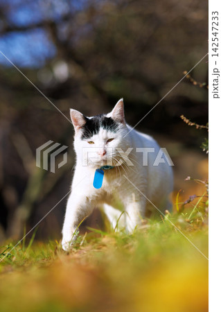 尾道千光寺公園の野良猫 尾道千光寺公園の野良猫 142547233