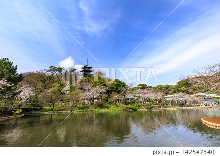三溪園の桜 三溪園の桜 142547340