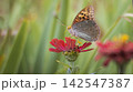 Silver-Washed Fritillary Butterfly Feeding on a Red Flower in the Garden 142547387