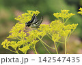 花の蜜を吸うアゲハチョウ 142547435