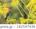 花の蜜を吸うアゲハチョウ 142547436