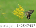 花の蜜を吸うアゲハチョウ 142547437