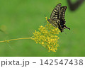 花の蜜を吸うアゲハチョウ 142547438